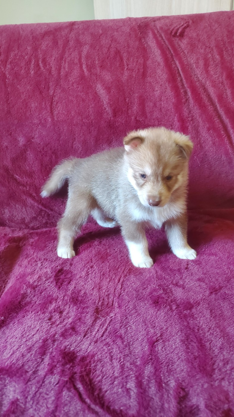 Ex Aether - Chiots disponibles - Siberian Husky