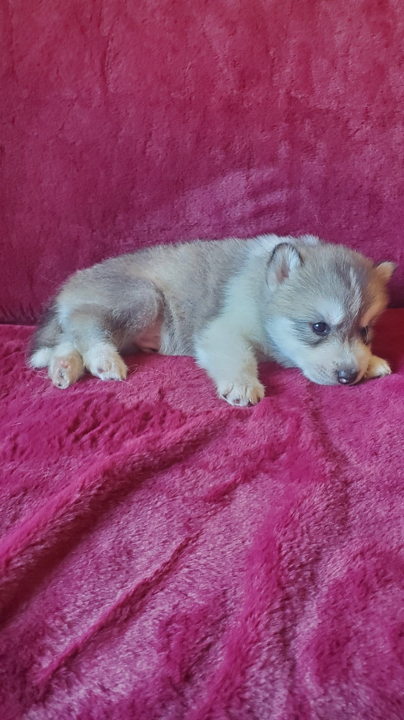 Ex Aether - Chiots disponibles - Siberian Husky