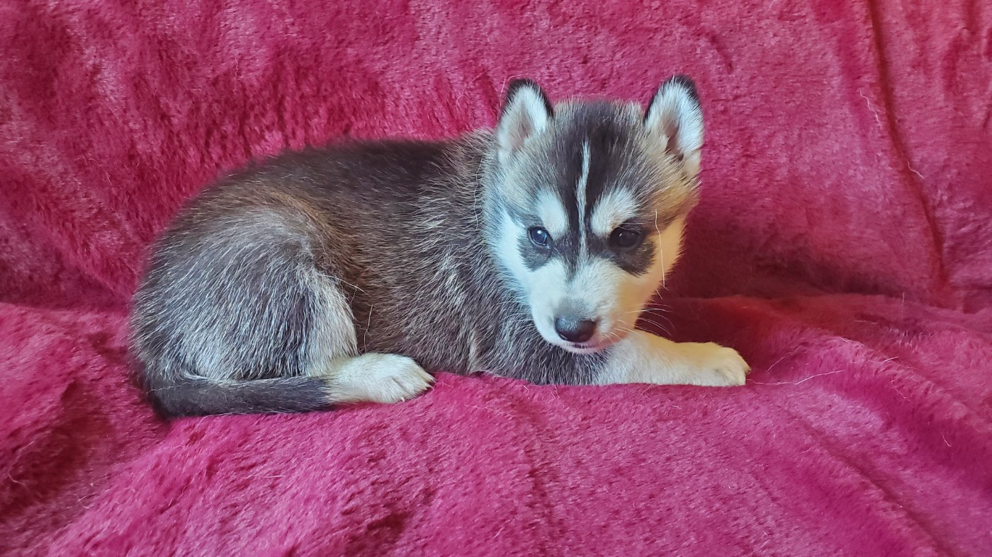 Ex Aether - Chiots disponibles - Siberian Husky