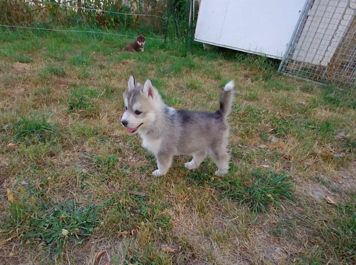 Ex Aether - Chiots disponibles - Siberian Husky