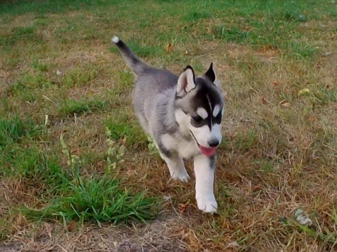 Ex Aether - Chiots disponibles - Siberian Husky