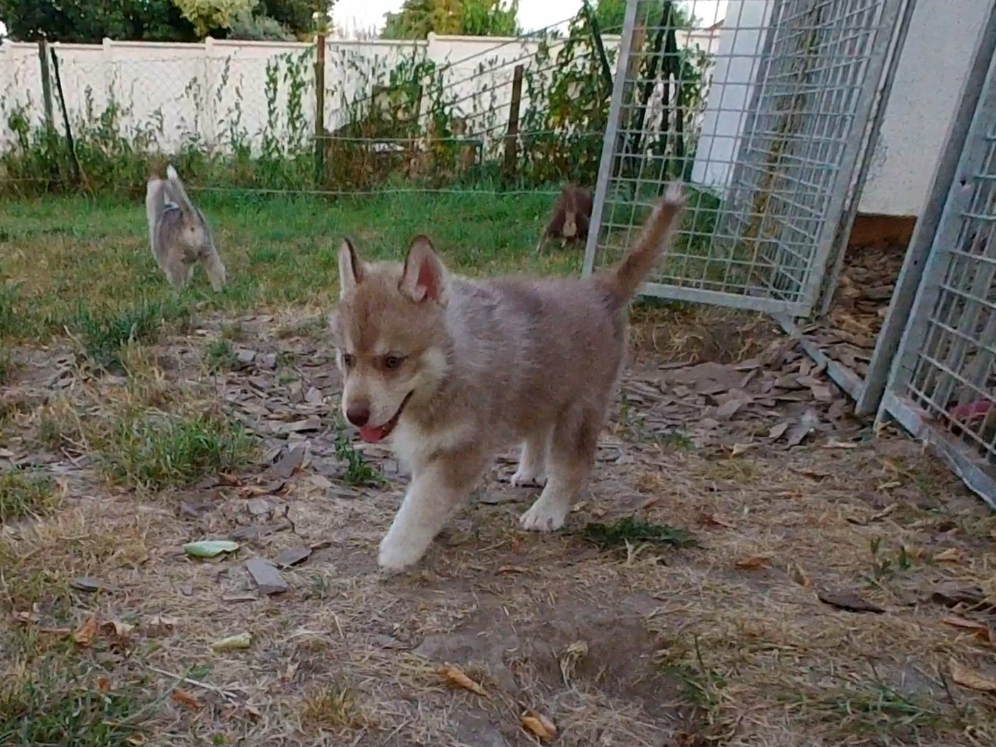 Ex Aether - Chiots disponibles - Siberian Husky