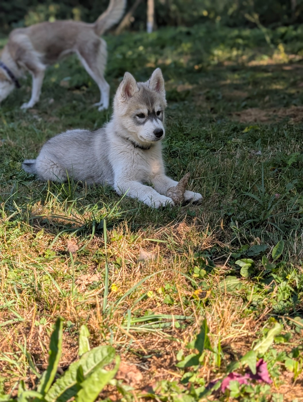 Ex Aether - Chiots disponibles - Siberian Husky
