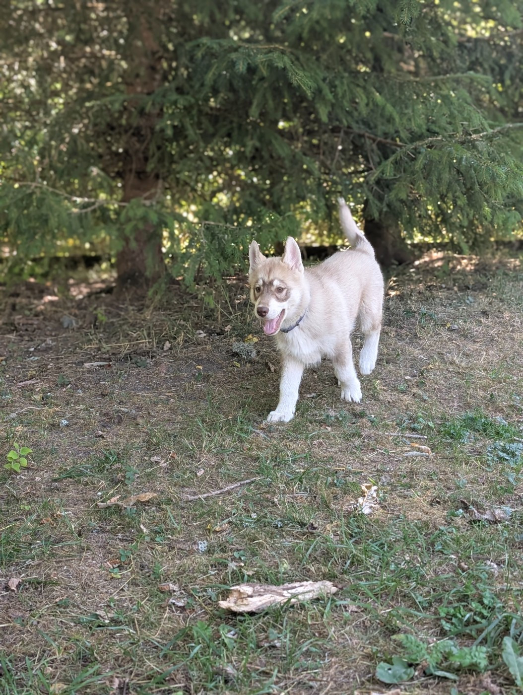 Ex Aether - Chiots disponibles - Siberian Husky